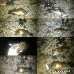 やってきましたメバル＆ガシラポンポン2018